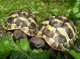 Schildkröten Spass